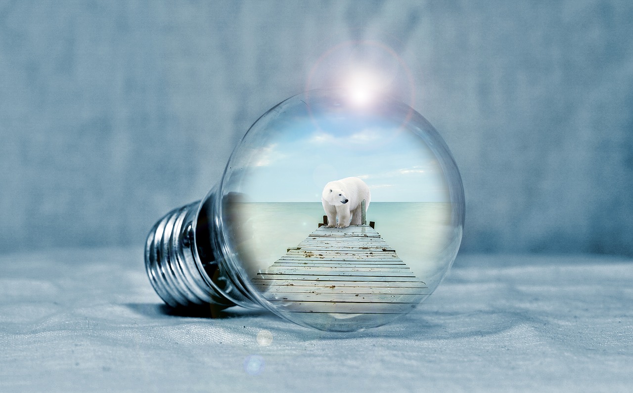 light bulb, polar bear, web